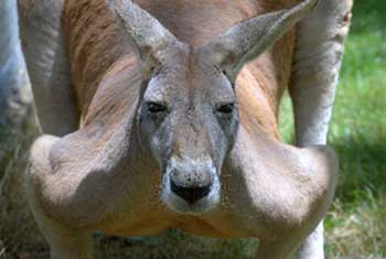 Big red kangaroo