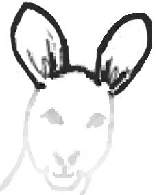 Draw the ears