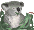 Koala eating gum leaves