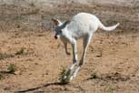 Albino Kangaroo