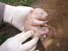 Baby Wombat