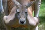 Big Red Kangaroo