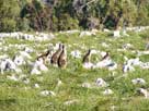 Black Gloved Wallabies (C) Marg Larner