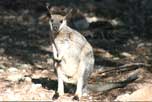 Black Glove Wallaby