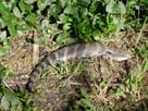 blue tongue lizard