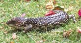Bobtail lizard
