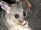 ringtail possum-Margaret Warner