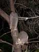 Brushtail possum mother and juvenile