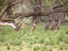 Coastal Plains WA wallabies