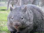 Common wombat