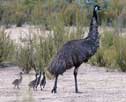 Emu and chicks