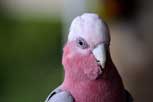 Galah