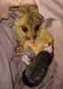 Juvenile Brushtail Possum