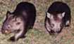 Juvenile Wombats
