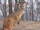 Kangaroo after the fires