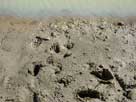 Kangaroo footprints