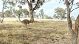Kangaroo in motion 