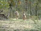 Kangaroos at play