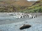 Macquarie Island Penguins and Seal