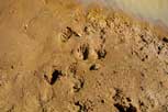 Magpie and Kangaroo footprints