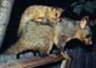 brush tailed possums