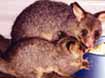 Brush Tailed Possums