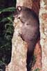 Mountain Brushtailed Possum