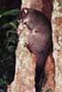 Mountain Brushtail Possum