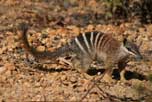 Numbat (C) Marg larner