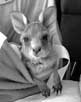 Orphaned joey