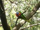 Rainbow Lorikeet
