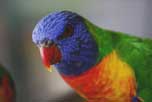 Rainbow Lorikeet