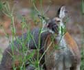 Red necked wallaby