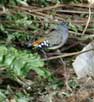 Spotted Pardalote