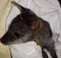 Swamp Wallaby