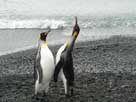 Two Macquarie Island Pengins