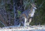 wallaby &  joey