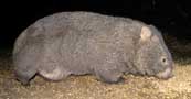 wombat with baby in pouch